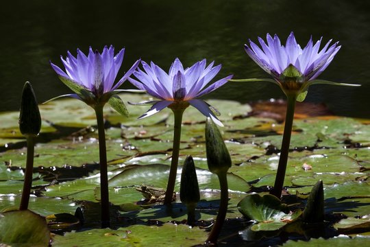 Cape blue water lilies (Nymphaea capensis), Flowers, Island of Sao Miguel, Azores, Portugal, Europe