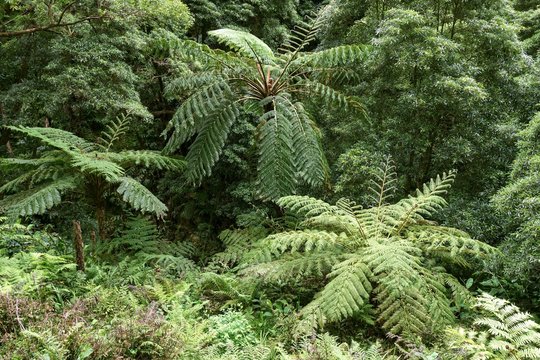 Tree ferns (Cyatheales), Caldeira Velha, Island of Sao Miguel, Azores, Portugal, Europe