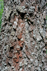 The bark of old trees close-up. Moss on the bark of an old tree. Tree bark texture and background. Rough prints of tree bark.