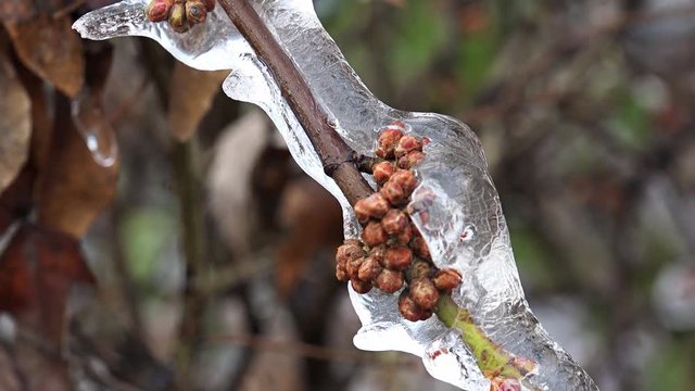 Nature covered with ice into beautiful structures