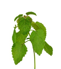 Melissa leaf or lemon balm isolated on white background.