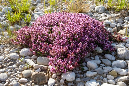 Flowering Thymus serpyllum (Thymus serpyllum) on gravel bank, Isarauen Nature Reserve, Geretsried, Upper Bavaria, Bavaria, Germany, Europe