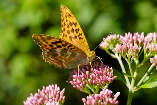 Silver-washed fritillary (Argynnis paphia) on blossom of water east (Eupatorium cannabinum), Bavaria, Germany, Europe