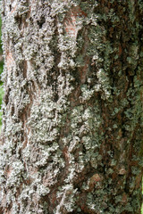 The bark of old trees close-up. Moss on the bark of an old tree. Tree bark texture and background. Rough prints of tree bark.