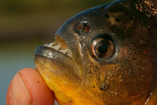Piranha (Pygocentrus nattereri), Alto animal, Portrait, Pantanal, Brazil, South America