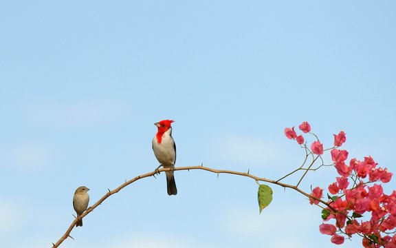 Red-crested Cardinal (Paroaria coronata), Pantanal, Mato Grosso, Brazil, South America