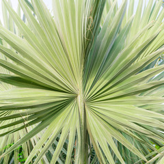 Green Palm
