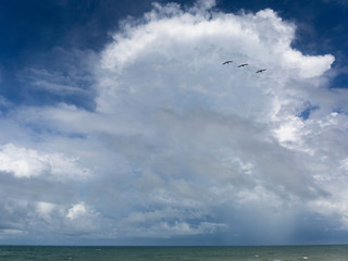 Three Bird Expanse