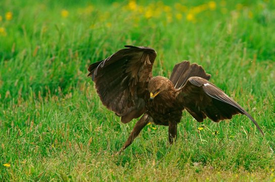 Lesser spotted eagle (Aquila pomarina) Feldberger Seen, Mecklenburg-Western Pomerania, Germany, Europe