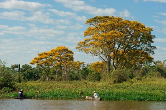 Fishermen fishing in boats on the reed bank, yellow flowering lapacho trees, Yellow Lapacho (Handroanthus serratifolius), Pantanal, Mato Grosso, Brazil, South America