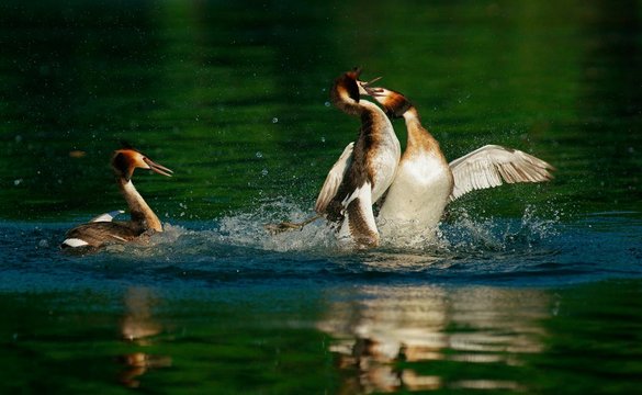 Great crested grebes (Podiceps cristatus), district combat, Feldberger Seenlandschaft, Mecklenburg-Western Pomerania, Germany, Europe
