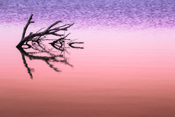 Dry trees submerged in the lake in a colorful trendy color, coral and ultraviolet duotone background. Tinted background