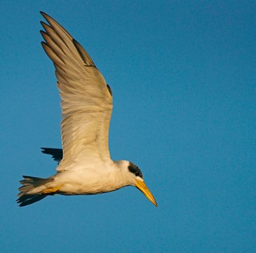 Large-billed tern (Phaetusa simplex) in flight, Mato Grosso do Sul, Brazil, South America