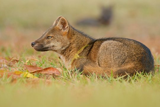 Crab-eating foxes (Cerdocyon thous) rests in the grass, Pantanal, Mato Grosso, Brazil, South America