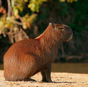Capybara (Hydrochoerus hydrochaeris), Pantanal, Mato Grosso, Brazil, South America