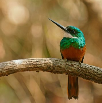 Red-tailed Jacamar (Galbula ruficauda) sits on branch, Pantanal, Brazil, South America