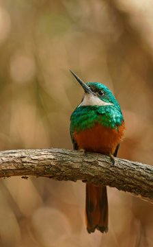 Red-tailed Jacamar (Galbula ruficauda) sits on branch, Pantanal, Brazil, South America