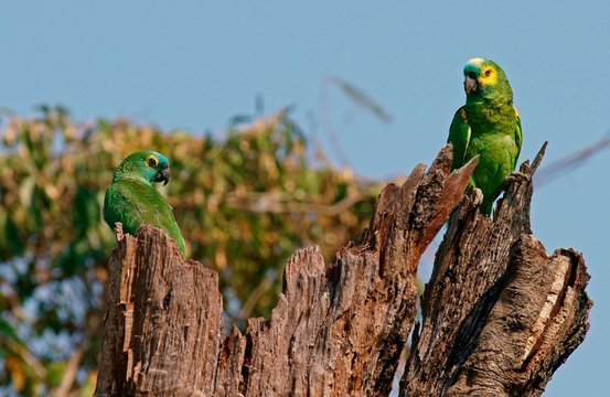 Blue-fronted amazon, Blue-fronted amazon (Amazona aestiva), Pantanal, Brazil, South America