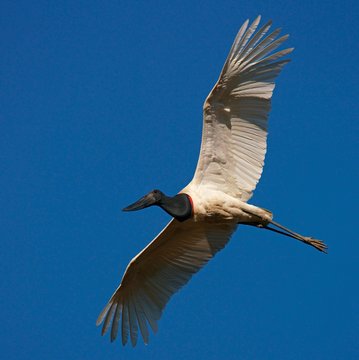 Jabiru (Jabiru mycteria) in flight, blue sky, Pantanal, Mato Grosso, Brazil, South America