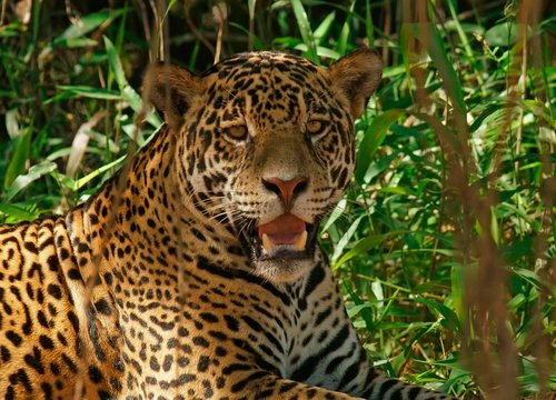 Jaguar (Panthera onca), rests in the shade, Portrait, Pantanal, Mato Grosso, Brazil, South America