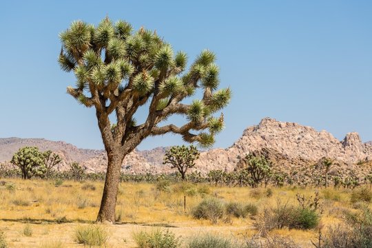 Joshua Tree (Yucca brevifolia), barren rocky landscape, National Park, California, USA, North America