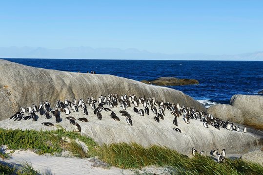 African penguins (Spheniscus demersus), colony on rocks, near Boulders Beach, Simon's Town, Western Cape, South Africa, Africa