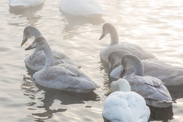 Naklejka premium Grupa piękne białe łabędzie krzykliwe pływanie w niezamarzającym jeziorze zimą. Wiek ptaków z młodym lęgiem, koncepcja rodziny