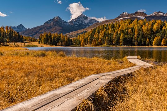 Autumnal discoloured Larches (Larix) with mountain lake Lej da Staz and Steeg in front of snow-covered Engadine mountain peak, Pontresina, Upper Engadine, Switzerland, Europe