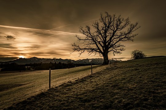 Leafless tree in front of a dramatic sky with Alpine chain in the background, Uffing, Staffelsee, Upper Bavaria, Germany, Europe