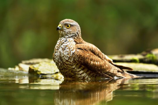 Eurasian sparrowhawk (Accipiter nisus), female bathing at waterhole, National Park Kiskunsag, Hungary, Europe