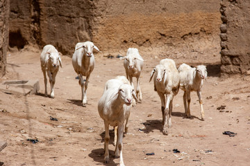 Herd of Sheep in Djenné, Mali
