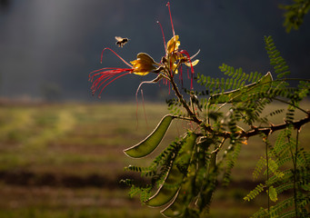 a bee flying over a yellow bird of paradise bush (Caesalpinia gilliesii) with bright red stamens