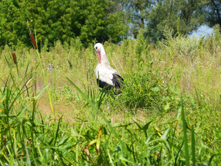 stork in the nest