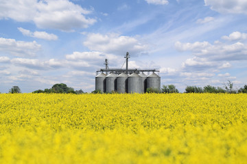 Silo in the middle of oilseed rape farm in blossom