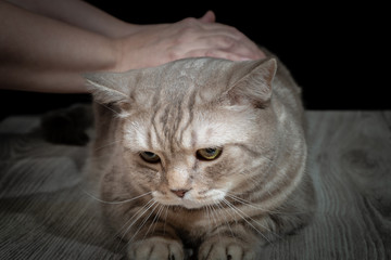 Naklejka na ściany i meble Close-up domestic cat of scottish breed