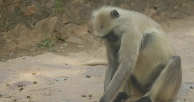 A langur monkey eating peanuts.