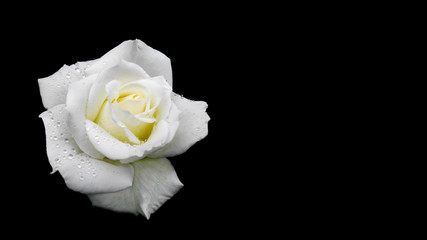 Beautiful white rose with dew drops isolated on black background. Perfect for background greeting cards of the wedding, birthday, Valentine's Day, Mother's Day. 16x9