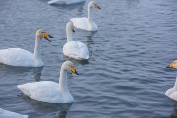 Plakat Beautiful white whooping swans swimming in the nonfreezing winter lake. The place of wintering of swans, Altay, Siberia, Russia.