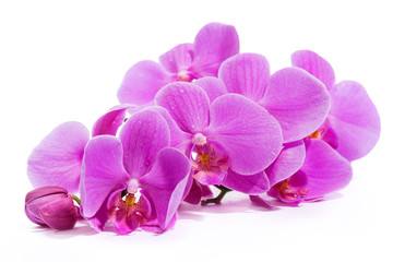 Orchid. A branch of pink orchids. Greeting card. Beautiful composition. Isolate on white background 