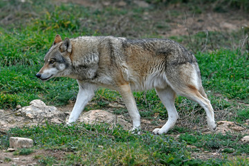 Europäischer Wolf (Canis lupus lupus) - Eurasian wolf © bennytrapp