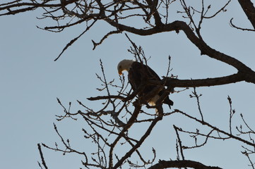 Eagle on a clear day