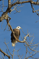 Eagle on a clear day
