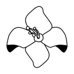 beauty flower natural