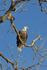 Eagle on a clear day