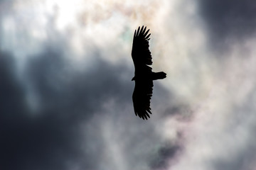 bird in the sky