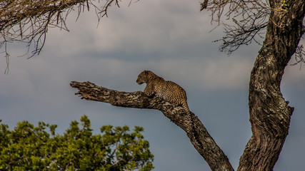 Fototapeta na wymiar cheetah on tree