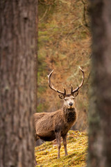 Red deer, Cervus elaphus  in Scotland