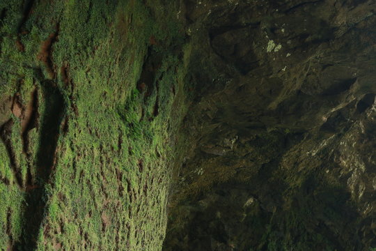 Green Wall