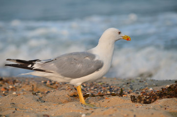 Naklejka premium Yellow-legged gull - Larus michahellis. Seagull on the sandy Black Sea coast in its natural habitat. Fauna of Ukraine.