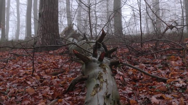 dead pine leavy ground in the foggie forest